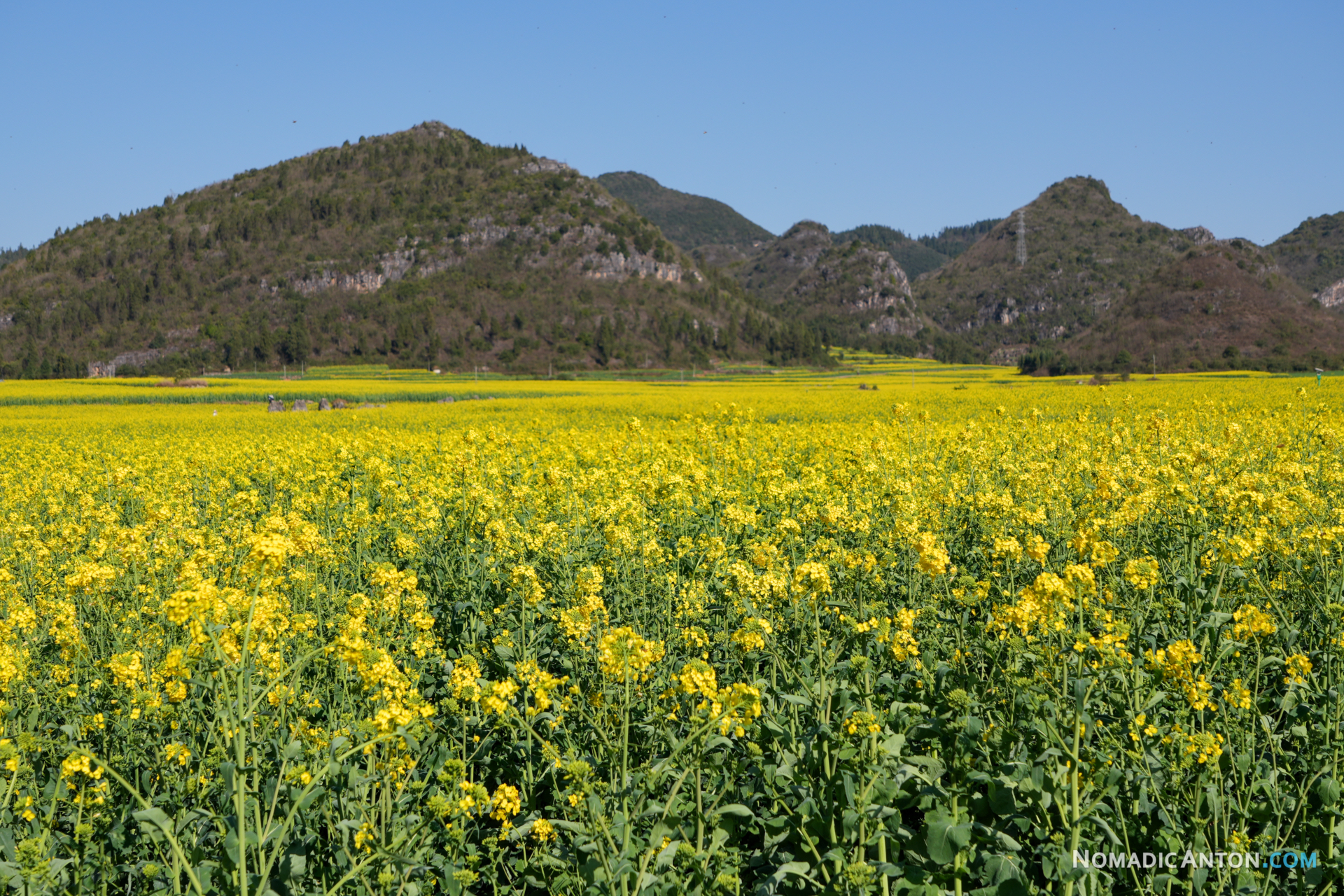 Rapeseed field in Luoping, Yunnan