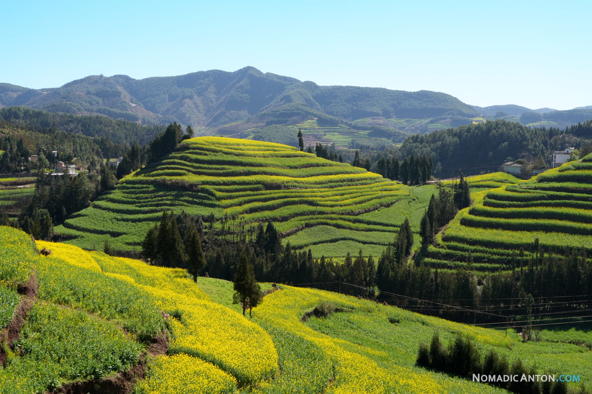 Rapeseed fields on the hills in Yunnan province