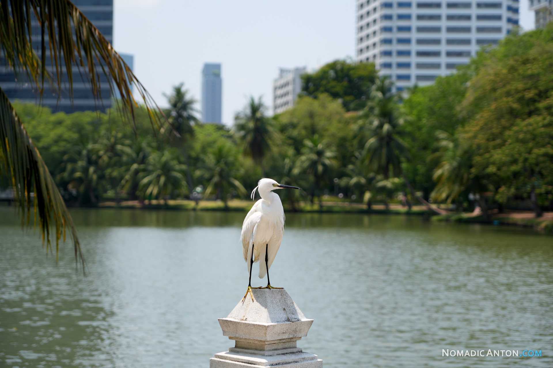 Little Egret bird in the Lumpini Park