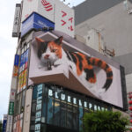 The famous 3D cat billboard in Shinjuku